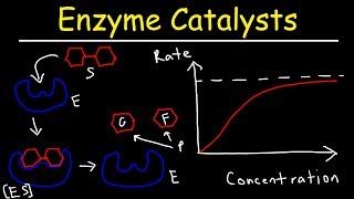 Enzymes  Catalysts [upl. by Isma867]