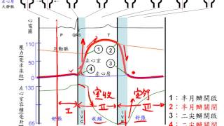 5 2 4心音、心電圖在心動週期的時間關係與等體積收縮或舒張補充三敏 [upl. by Tur]