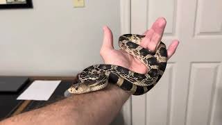 Sela a Northern Pine snake [upl. by Ingeborg800]