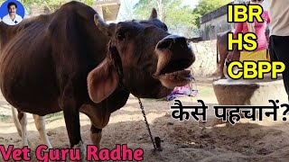 Bovine asthma  Contagious Bovine Pleuropneumonia  Dyspnoea in a cow  Dr Radheshyam Saini [upl. by Gibby]