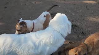 angora and friends available to adopt Bradshaw animal shelter Sacramento CA [upl. by Petra198]