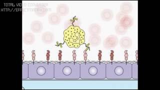 Neutrófilos Adherencia y Rodamiento ANIMACIÓN TRADUCIDA Inmunología [upl. by Jeb373]