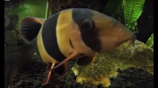 Clown Loaches With Synodontis and Ctenopoma [upl. by Burke151]