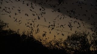 Bracken Bat Cave Texas Country Reporter [upl. by Marchak]