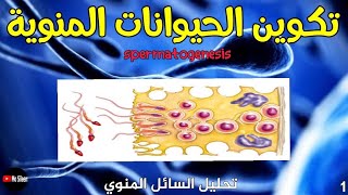 تكوين الحيوانات المنوية Spermatogenesis 💪 [upl. by Kenimod]