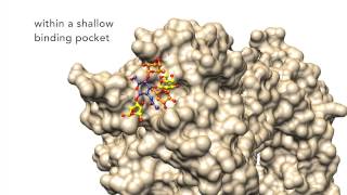 Revealed  Helicobacter pylori’s secret weapon [upl. by Elsa]