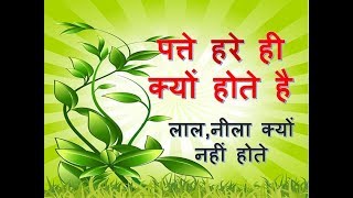 why are leaves green in Hindi  paudhe hare kyon hote hain  pattiyon ka rang hara kyon hota hai [upl. by Eileme]