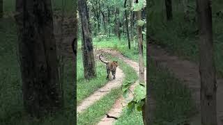 F mark female tigress pench [upl. by Beaudoin]