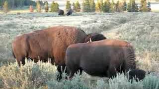 Yellowstone Bison Mating Call [upl. by Hadeehuat]