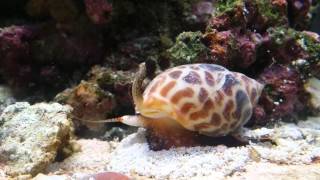 Nassarius Snail [upl. by Blisse]