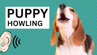 Puppy Dog Howling Sound  Cute Dog Howling [upl. by Nayra]