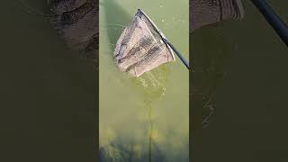 Fishing and Biking fishing alloutdoors catchandrelease carp carpfishing nature fishingvideo [upl. by Deys]