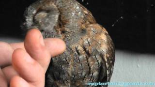 Sweet Scops owl Otus scops [upl. by Kati204]