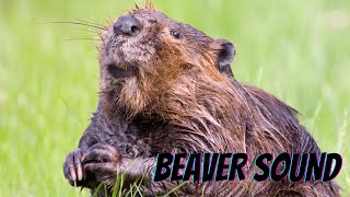 what sound does a beaver make  beaver sounds [upl. by Letnohc9]