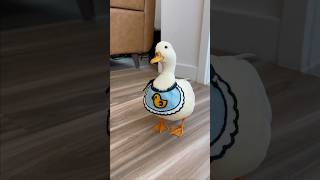 My personal vacuum shorts petduck [upl. by Odlamur]