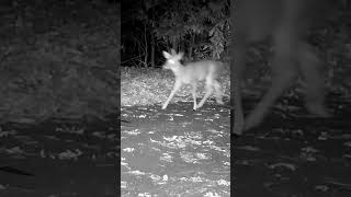 Spike Buck Runs and Grunts at Night Sound On [upl. by Ly]