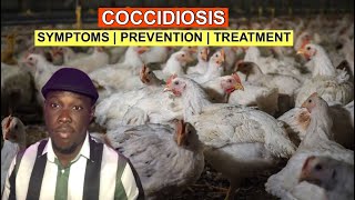 Coccidiosis In Broilers  Symptoms Prevention amp Treatment [upl. by Pfister684]