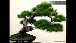 Juniper Bonsai Exhibition [upl. by Okikuy]