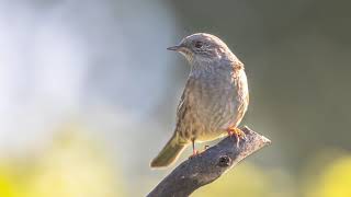 The song of the Dunnock  Nature and birds sound  10 Hours [upl. by Rauscher]