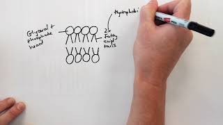 Phospholipid bilayer drawing video [upl. by Jabin]