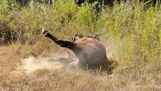 Bison wallowing [upl. by Noseyt]