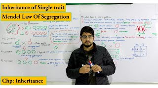 Law of segregation  Monohybrid cross detailed explanation  Chapter Genetics  Inheritance [upl. by Rutledge]