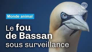 Les fous de Bassan face au virus  Reportage CNRS [upl. by Aztinad]