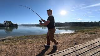 Bay ray fishing in Sf Bay Area [upl. by Neelyahs]