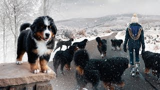 WALKING OUR 10 BERNESE MOUNTAINS DOGS IN THE SNOW Ep 3  vlog011 [upl. by Notelrac]