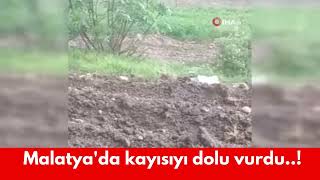 Malatyada kayısıyı dolu vurdu [upl. by Nerreg]