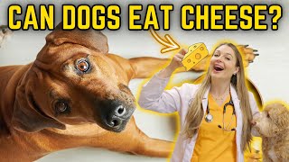 CHEESE FOR DOGS   Vet Explains cheese types for Dogs w sensitive stomachs [upl. by Nat995]