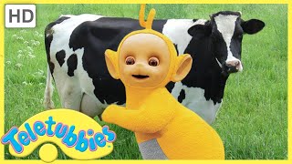 Milking Cows Teletubbies Full Episodes Full HD Episodes For Kids WildBrain Zigzag [upl. by Ogdon]