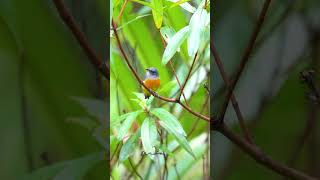 Orangebellied flowerpecker 橙腹啄花鸟 Vol 02  SQ birds sonysingapore nature [upl. by Llemmart]