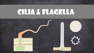 Cilia and Flagella Structure amp Function  Cell Biology [upl. by Qifahs]