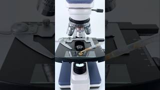 coffee under a microscope shortsfeed science [upl. by Atinas702]