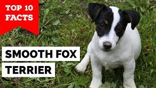 Smooth Fox Terrier  Top 10 Facts The Gentleman Terrier [upl. by Natalina792]