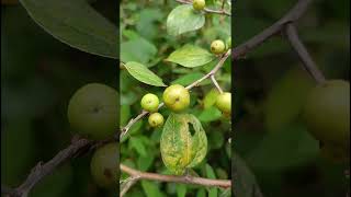 Ziziphus mauritiana Rhamnaceae familynature trending gardening garden forest fruitwildfruit [upl. by Cale366]