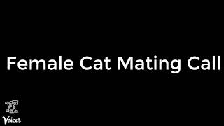 Female Cat Mating Call [upl. by Barthel]