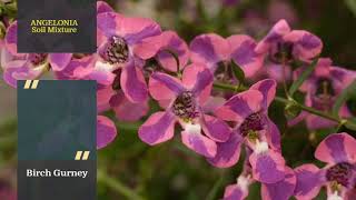 Angelonia  Angelonia Tips amp Tricks  Angelonia Care  Angelonia Plant [upl. by Calla]