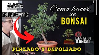 COMO EMPEZAR UN BONSAI  pinzado y defoliado ACER TRIDENTE [upl. by Aelber164]