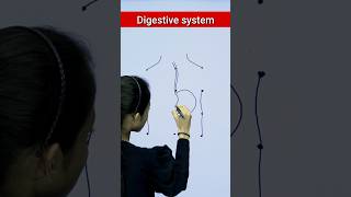 Digestive system drawing drawing digestivesystem biology [upl. by Medina]