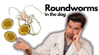 Roundworms in the Dog [upl. by Osher422]