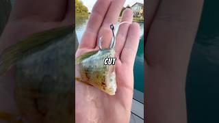 Let’s fish for CATFISH using a TINY ROD🐟🎣 baitfishing fishing fish catfishfishing [upl. by Nolahc]