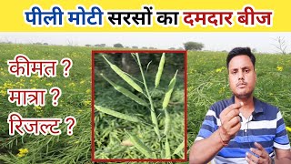 पीली सरसों का दमदार बीज। सरसों की खेती। सरसों sarso agri farming Sandeepagriscience [upl. by Ingeberg180]