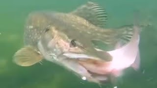 Pike attack Best pike attack catch on camera ever From all over the world🐠🐠 [upl. by Eolc]