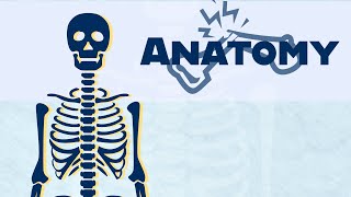 Anatomy Skeletal System Overview [upl. by Nanoc193]