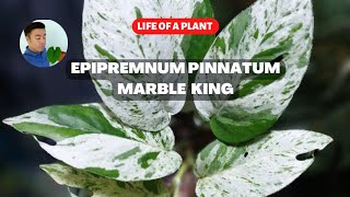 Life of a plant  Epipremnum pinnatum MARBLE KING [upl. by Occer]