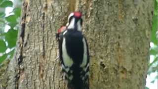 Nagy fakopáncs eteti fiókáját és kiklopfolja a húst  Great Spotted Woodpecker feeding [upl. by Yraccaz]