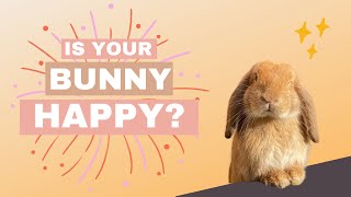 10 signs your bunny is happy [upl. by Esiuolyram761]