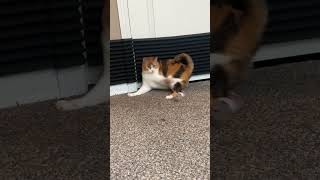 Wobbly cat Playing 😊 cat [upl. by Nodlehs]